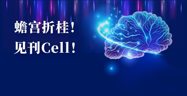 Cell项目文章 | 中国科学家解码人脑多区域时空发育奥秘！